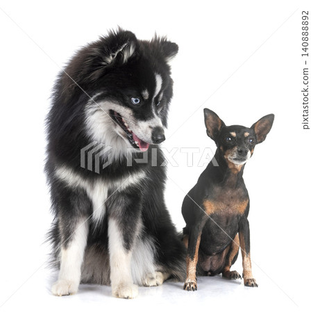 miniature pinscher and pomsky in studio 140888892