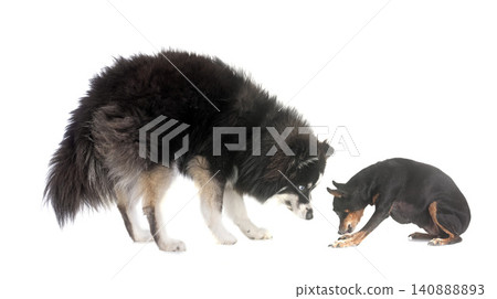 miniature pinscher and pomsky in studio 140888893