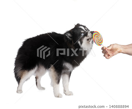 Pomsky in studio Pomsky in studio 140888894