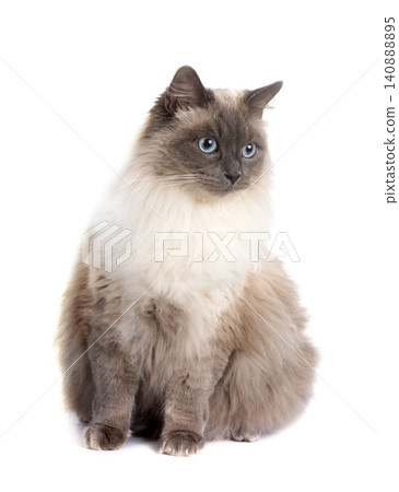 siberian cat in studio siberian cat in studio 140888895