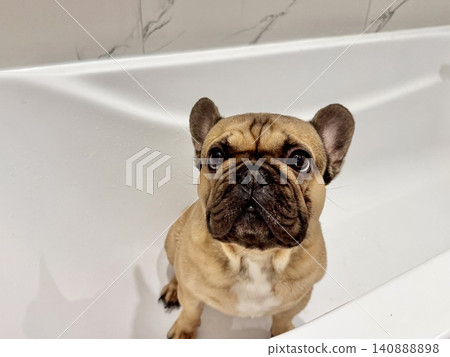a French bulldog breed dog of fawn color dirty is in the bathroom to wash his paws after a walk a French bulldog breed dog of fawn color dirty is in the bathroom to wash his paws after a walk 140888898