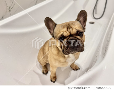 a French bulldog breed dog of fawn color dirty is in the bathroom to wash his paws after a walk a French bulldog breed dog of fawn color dirty is in the bathroom to wash his paws after a walk 140888899
