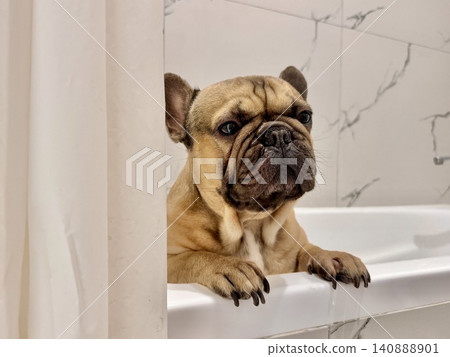 a French bulldog breed dog of fawn color dirty is in the bathroom to wash his paws after a walk a French bulldog breed dog of fawn color dirty is in the bathroom to wash his paws after a walk 140888901