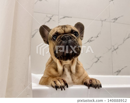a French bulldog breed dog of fawn color dirty is in the bathroom to wash his paws after a walk a French bulldog breed dog of fawn color dirty is in the bathroom to wash his paws after a walk 140888912