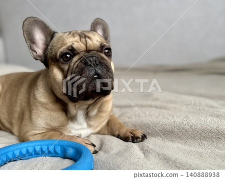 A cute, contented French bulldog of fawn color lies on a bed with a beige bedspread in a close-up home environment A cute, contented French bulldog of fawn color lies on a bed with a beige bedspread in a close-up home environment 140888938