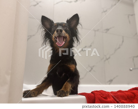 Ratlik, a happy young Prague rat trap are standing in the bathroom, after a walk, the owner washes the dog's paws. 140888940