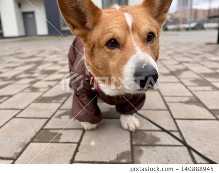 Happy ginger Welsh corgi in overalls on a walk Happy ginger Welsh corgi in overalls on a walk 140888945