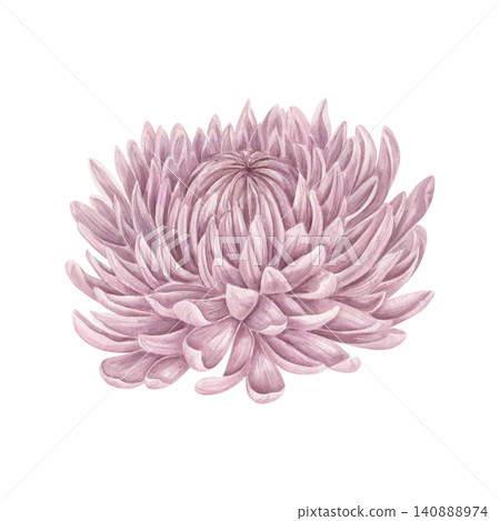 Pink chrysanthemum watercolor illustration on isolated background. Single double flower head. Floral element for wedding invitation, greeting card, autumn decor, botanical wall art print Pink chrysanthemum watercolor illustration on isolated background. Single double flower head. Floral element for wedding invitation, greeting card, autumn decor, botanical wall art print 140888974