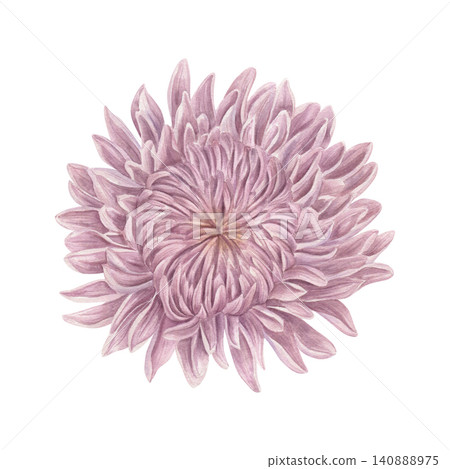 Watercolor blooming chrysanthemum illustration on isolated background. Hand drawn pink flower head. Autumn plant top view. Floral element for wedding invitation design and greeting card decoration. Watercolor blooming chrysanthemum illustration on isolated background. Hand drawn pink flower head. Autumn plant top view. Floral element for wedding invitation design and greeting card decoration. 140888975