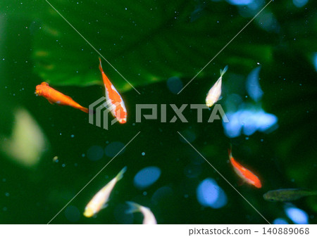Colorful small fish swimming in green aquarium 140889068