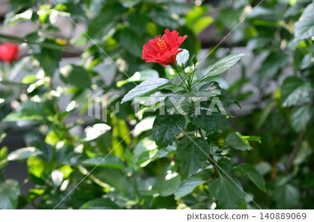 Red hibiscus flower in a green garden Red hibiscus flower in a green garden 140889069