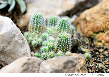 Small cactus cluster growing among rocks Small cactus cluster growing among rocks 140889070