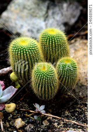 Golden barrel cactus cluster in rocky garden Golden barrel cactus cluster in rocky garden 140889071