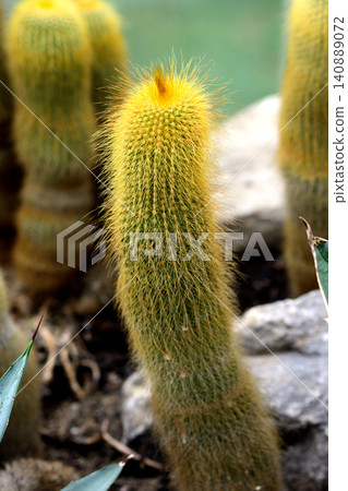 Close-up of golden cactus in garden Close-up of golden cactus in garden 140889072