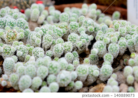 Small fuzzy cactus plants in a nursery Small fuzzy cactus plants in a nursery 140889073