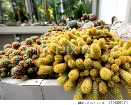 Cluster of cactus plants in a greenhouse display Cluster of cactus plants in a greenhouse display 140889074
