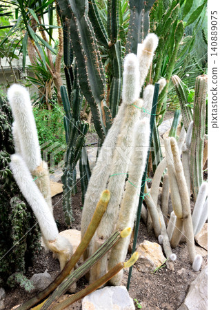 Fuzzy white cacti in a greenhouse garden Fuzzy white cacti in a greenhouse garden 140889075
