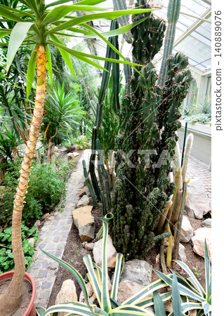 Greenhouse cactus garden with tropical plants Greenhouse cactus garden with tropical plants 140889076