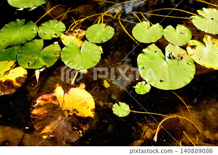 Green and yellow lily pads on dark pond water Green and yellow lily pads on dark pond water 140889086
