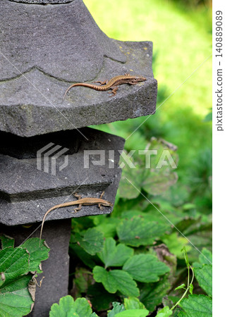 Two small lizards on a stone garden lantern Two small lizards on a stone garden lantern 140889089