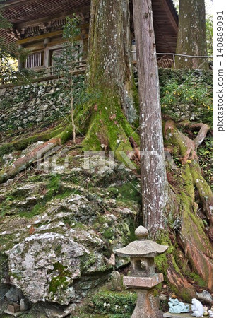 [Tairyuji Temple: Different species with the same root] 140889091