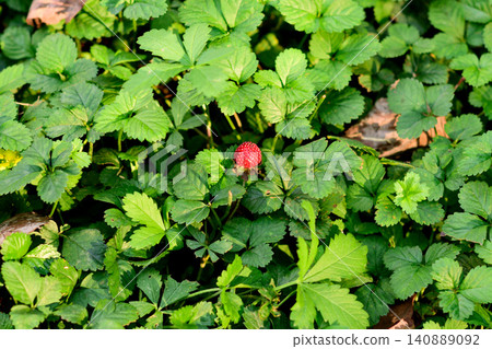Wild strawberry berry among green leaves Wild strawberry berry among green leaves 140889092
