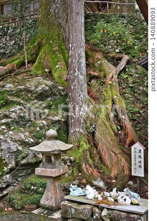 【大龍寺：同根異種】 140889093