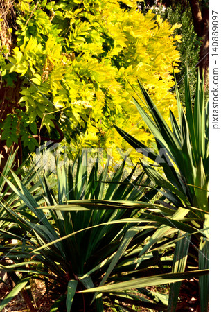 Sunlit garden with spiky plants and yellow foliage Sunlit garden with spiky plants and yellow foliage 140889097