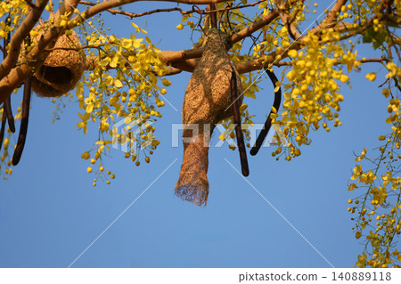 Weaver Bird Nest Hanging on Golden Shower Tree with Blooming Yellow Flowers Against Blue Sky Weaver Bird Nest Hanging on Golden Shower Tree with Blooming Yellow Flowers Against Blue Sky 140889118