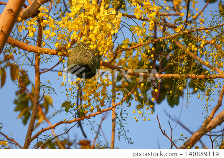 Weaver Bird Nest Hanging on Golden Shower Tree with Blooming Yellow Flowers Against Blue Sky Weaver Bird Nest Hanging on Golden Shower Tree with Blooming Yellow Flowers Against Blue Sky 140889119