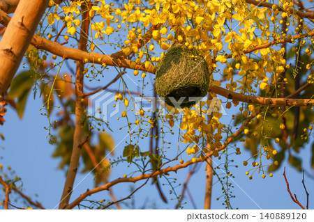 Weaver Bird Nest Hanging on Golden Shower Tree with Blooming Yellow Flowers Against Blue Sky Weaver Bird Nest Hanging on Golden Shower Tree with Blooming Yellow Flowers Against Blue Sky 140889120