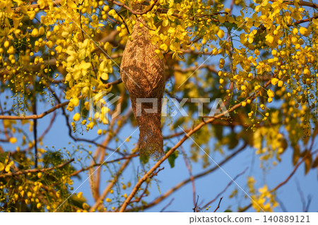Weaver Bird Nest Hanging on Golden Shower Tree with Blooming Yellow Flowers Against Blue Sky Weaver Bird Nest Hanging on Golden Shower Tree with Blooming Yellow Flowers Against Blue Sky 140889121