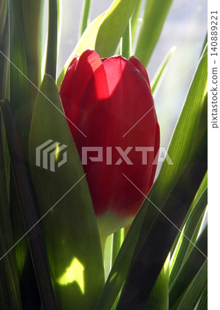 Colorful tulips in spring Colorful tulips in spring 140889221