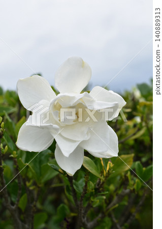 雙花梔子花 140889313