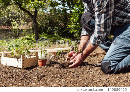 Planting tomato seedlings in the ground by hand. Agriculture. Planting tomato seedlings in the ground by hand. Agriculture. 140889413