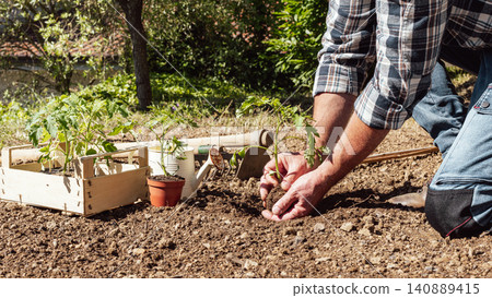 Planting tomato seedlings in the ground by hand. Agriculture. Planting tomato seedlings in the ground by hand. Agriculture. 140889415