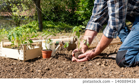 Planting tomato seedlings in the ground by hand. Agriculture. Planting tomato seedlings in the ground by hand. Agriculture. 140889416