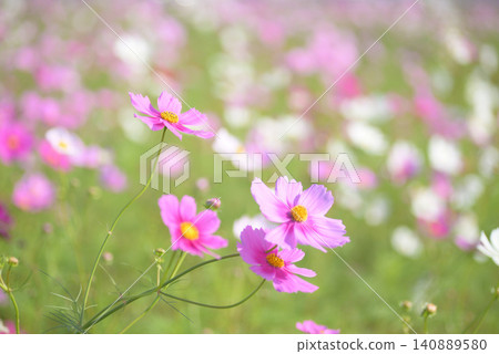 Autumn cosmos fields in full bloom, Yatomi City, Aichi Prefecture Autumn cosmos fields in full bloom, Yatomi City, Aichi Prefecture 140889580