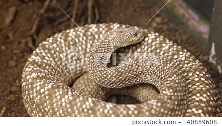 Rattlesnake coiled conveying danger and aggression closeup Rattlesnake coiled conveying danger and aggression closeup 140889608