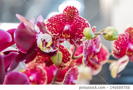 Floral macro photography. Flora and nature closeup. Pink orchid flower. Floral nature. Orchid flower bright color. Flowering nature. Orchid flower pink color. Blooming flowers Floral macro photography. Flora and nature closeup. Pink orchid flower. Floral nature. Orchid flower bright color. Flowering nature. Orchid flower pink color. Blooming flowers 140889788