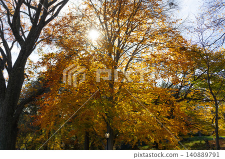 Autumn beauty of nature. Nature in forest. Fall leaves in park. Autumn forest. Nature in fall season. Autumnal season in the park. Seasonal leaves and trees. Natural autumn or fall season. Sun glare Autumn beauty of nature. Nature in forest. Fall leaves in park. Autumn forest. Nature in fall season. Autumnal season in the park. Seasonal leaves and trees. Natural autumn or fall season. Sun glare 140889791