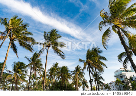 Tropical outdoor scene with palm tree. Tropical summer vacation. Exotic nature. Palm tree. Summer vacation in Miami south beach, Florida. Palm tree of California. Tropical beach in Miami. Oasis 140889843