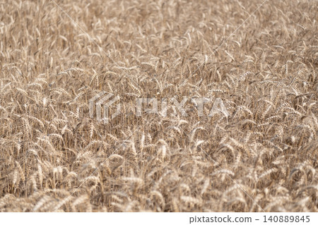 Farming crop field. Wheat flied at rural countryside. Agricultural landscape. Crop countryside field. Agrobusiness. Ripe wheat harvest. Agriculture and farming. Barley ear spikelet Farming crop field. Wheat flied at rural countryside. Agricultural landscape. Crop countryside field. Agrobusiness. Ripe wheat harvest. Agriculture and farming. Barley ear spikelet 140889845
