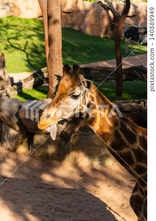 close up portrait of giraffe looking at camera in zoo with natural background close up portrait of giraffe looking at camera in zoo with natural background 140889949
