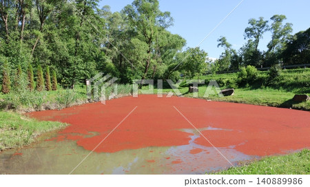 Small pond almost completely covered with vivid red duckweed or aquatic fern. Small pond almost completely covered with vivid red duckweed or aquatic fern. 140889986