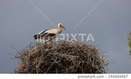 A white stork stands on a large twig nest atop a raised platform beneath a dramatic stormy sky A white stork stands on a large twig nest atop a raised platform beneath a dramatic stormy sky 140889987