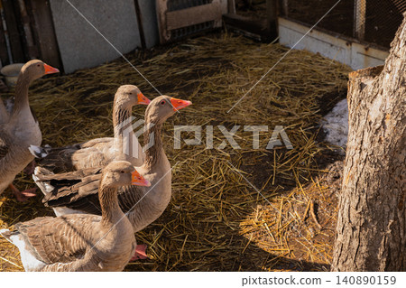 free range domestic grey geese walk around the paddock on the straw in winter 140890159