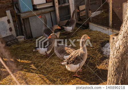 group of domestic gray greylag geese walk around the yard on the straw in the rays of the sun group of domestic gray greylag geese walk around the yard on the straw in the rays of the sun 140890218