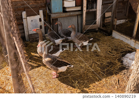 a group of greylag geese walking in a pen on the straw on a sunny day. organic farm 140890219