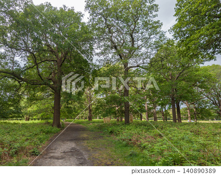 Powerful oak trees in park in England Powerful oak trees in park in England 140890389